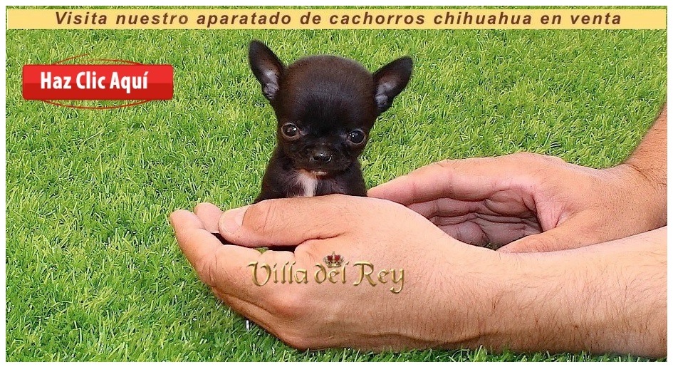 Chihuahuas en Pontevedra